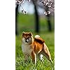 犬 Hd 7 1280 壁紙 ふわふわポメラニアン その他 スマホ用画像 犬 Hd 7 1280 壁紙 ふわふわポメラニアン その他 スマホ用画像