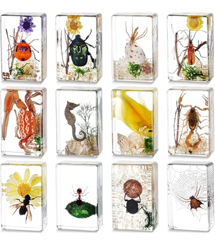 オウムガイ オウム貝 貝殻 置物 オブジェ 昆虫 用品 標本 インテリア oma オウムガイ オウム貝 貝殻 置物 オブジェ 昆虫 用品 標本