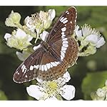 チョウ(蝶) QHD(1080×960) Schmetterlinge 2021: Broschuerenkalender mit Ferienterminen チョウ(蝶) QHD(1080×960) Schmetterlinge 2021: Broschuerenkalender mit Ferienterminen