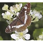 チョウ(蝶) Android(960×854)待ち受け Schmetterlinge 2021: Broschuerenkalender mit Ferienterminen チョウ(蝶) Android(960×854)待ち受け Schmetterlinge 2021: Broschuerenkalender mit Ferienterminen