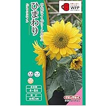 ひまわり 71FexcClpQL._UF350,350_QL50_.jpg