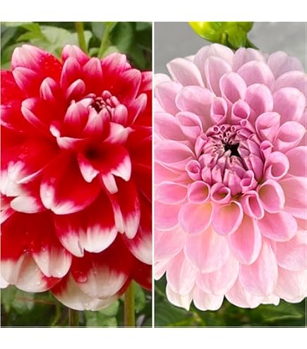 Amazon.co.jp: カフェオレディナープレート ダリア球根、植物、根、花