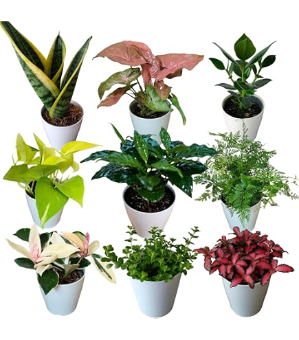 Amazon｜ユッカグロリオサ 抜き苗 3個セット 観葉植物 ガーデニング