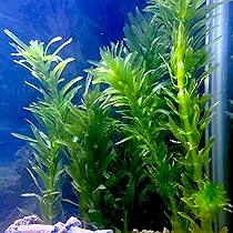 81rK9d9RK6L._AC_UL210_SR210,