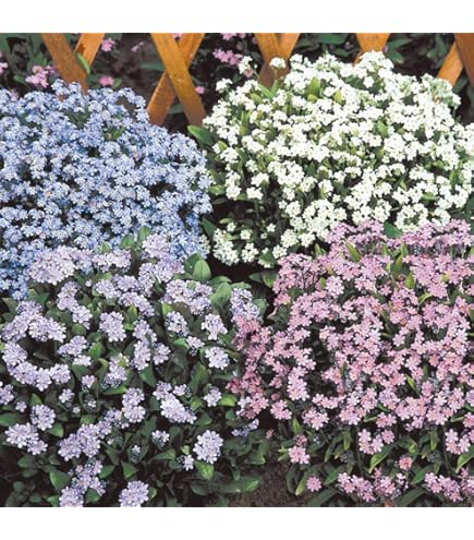 Amazon | 株式会社トーホク わすれな草 00898 | 野菜