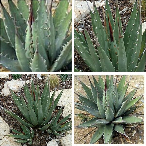 アガベ エボリスピナ スタッズ アガベ エボリスピナ スタッズ アガベ エボリスピナ スタッズ