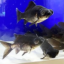 Amazon | 【国産】国産 金魚 柳出目金 黒 3匹 約8～11cm 生体 出