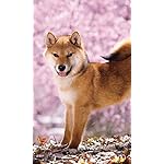 犬 FVGA(480×800)壁紙 柴犬 犬 FVGA(480×800)壁紙 柴犬