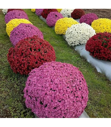 多彩な色の菊の苗 苗】二色咲き菊 1セット(40個) 豊幸園 【通販モノタロウ】
