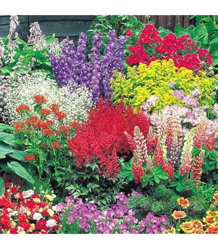 Amazon.co.jp: クリスマスローズ レッドオーレア 紅 種 2粒 植物 広瀬