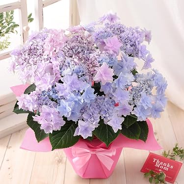 Amazon.co.jp ほしい物ランキング: 花の苗 で、ほしい物リストと