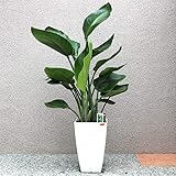 "ストレリチア オーガスタ" 観葉植物 大型 8号プラスチック鉢 Mサイズ/112-03【品種で選べる観葉植物・リビングやオフィス向きサイズ/1個】 学名：Strelitzia nicolai バショウ科・ストレリチア属　マダガスカルと南アフリカに自