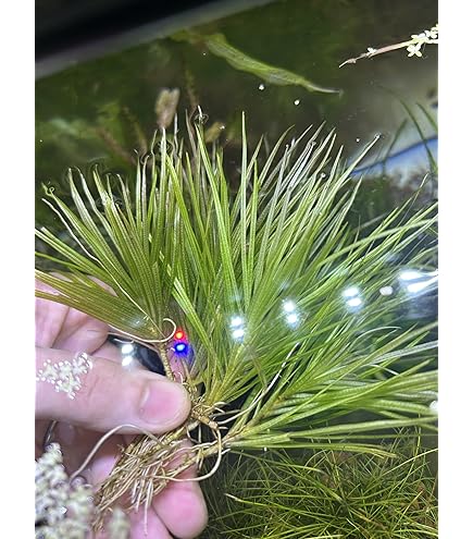 Amazon.co.jp: （水草）ブリクサ ショートリーフ（無農薬）（2株分