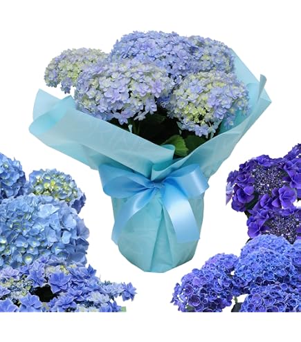 Amazon｜あじさい 鉢植え フラワー アジサイ 紫陽花 5号鉢 (万華鏡