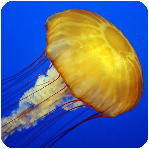 Amazon Co Jp クラゲの壁紙 Android アプリストア