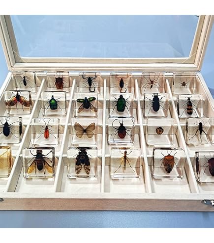 Amazon | bardsxgfg(あき) 本物の昆虫標本、絶妙な動物標本ギフト