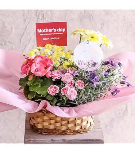 Amazon｜母の日 ギフト 母の日専用 季節の寄せ鉢 寄せカゴ お任せ種類