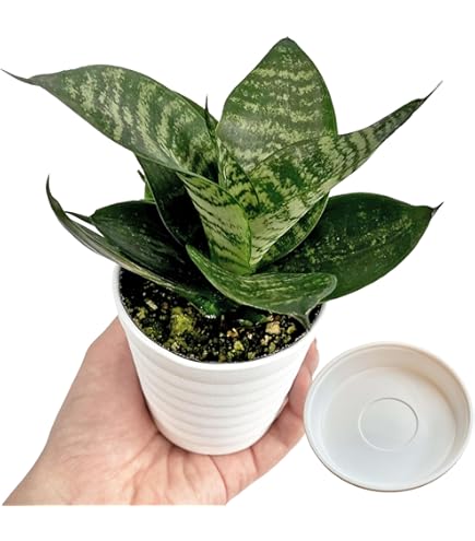 Amazon｜おしゃれ 観葉植物：サンスベリア ムーンシャイン*シルバー