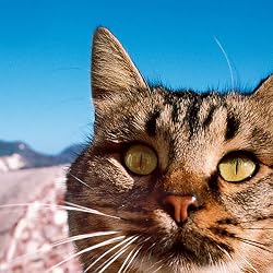 猫 壁紙 スマポ 猫 壁紙 スマポ