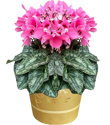 Amazon.co.jp: 花問屋PURIZA シクラメン マカロンショコラ シクラメン