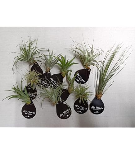 Amazon｜ガルドネリ チランジア エアプランツ｜観葉植物 オンライン通販