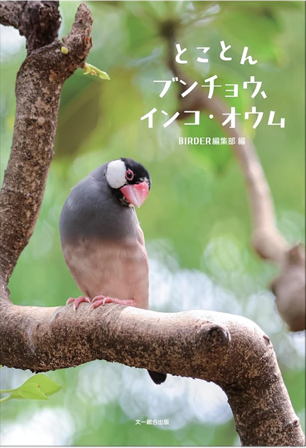 BIRDER（バーダー）2024年8月号 ブンチョウ | BIRDER編集部 |本 | 通販