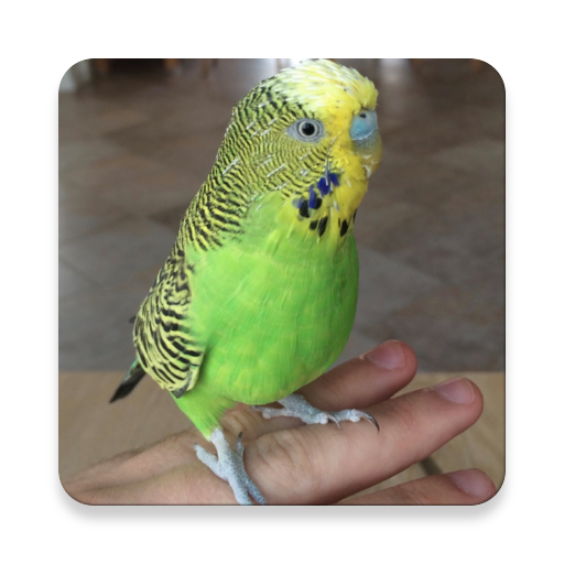 Amazon Co Jp Budgie Sounds Free