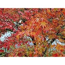 イロハモミジ 紅葉 苗木 1 Amazon.co.jp: イロハモミジ1年苗 100本(抜き苗) もみじ 紅葉
