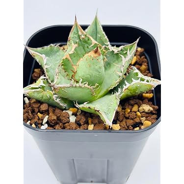 Amazon.co.jp 最新リリース: 観葉植物 の新着ランキングです。