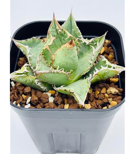 Amazon｜アガベ チタノタ 皇冠(クラウン)/Agave titanota 'Crown'/観葉
