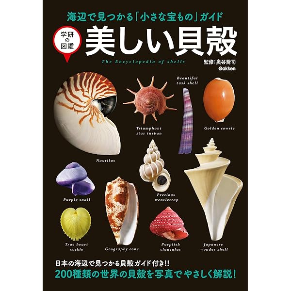 Amazon.co.jp: 日本の貝：温帯域・浅海で見られる種の生態写真＋貝殻