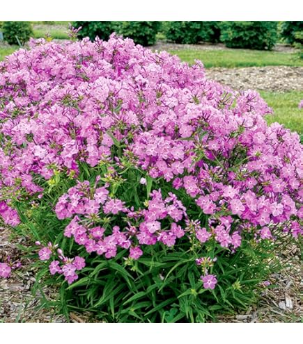 Amazon.co.jp: 宿根フロックス 苗 エリザベス 斑入り オイランソウ