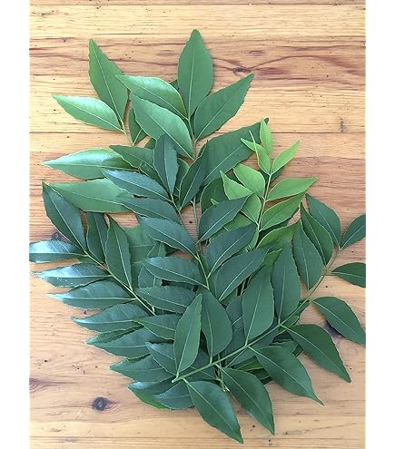 Amazon.co.jp: TOKYOFLOWER カレーリーフ 土日も出荷 苗 3号ポット【1