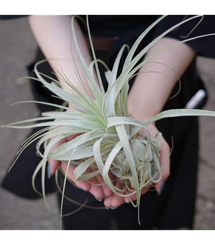 Amazon｜おしゃれ 観葉植物：チランジア イオナンタ アルビノ*エアー