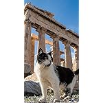 猫 iPhoneSE/5s/5c/5(640×1136)壁紙 2024 世界の自由ネコ 猫 iPhoneSE/5s/5c/5(640×1136)壁紙 2024 世界の自由ネコ