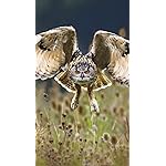 フクロウ iPhoneSE/5s/5c/5(640×1136)壁紙 Eulen 2021: Broschuerenkalender mit Ferienterminen. Eulen, Jaeger der Nacht フクロウ iPhoneSE/5s/5c/5(640×1136)壁紙 Eulen 2021: Broschuerenkalender mit Ferienterminen. Eulen, Jaeger der Nacht