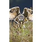 フクロウ フルHD(1080×1920)スマホ壁紙/待受 Eulen 2021: Broschuerenkalender mit Ferienterminen. Eulen, Jaeger der Nacht フクロウ フルHD(1080×1920)スマホ壁紙/待受 Eulen 2021: Broschuerenkalender mit Ferienterminen. Eulen, Jaeger der Nacht