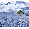 絶景 Android 960 854 待ち受け ネモフィラの咲く丘 その他 スマホ用画像 絶景 Android 960 854 待ち受け ネモフィラの咲く丘 その他 スマホ用画像