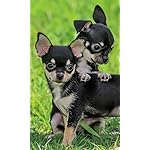 犬 FVGA(480×800)壁紙 チワワ 犬 FVGA(480×800)壁紙 チワワ