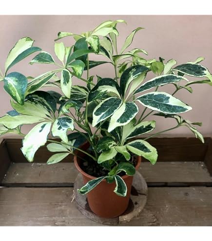 Amazon | 稀少 斑入りシェフレラ・アンガスティフォリア 160cm前後 10