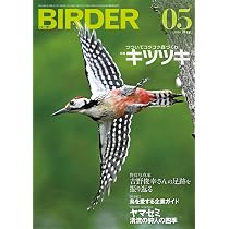 BIRDER（バーダー）2026年5月号 つついてコツコツ森づくり キツツキ
