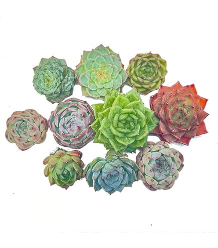 Hミニ苗大量セット✨多肉植物　エケベリア　カット苗　寄せ植えに！ エケベリア 大きいカット苗セット④ 寄せ植え 多肉植物 - メルカリ