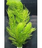 Amazon.co.jp: （水草）（国産） マツモ まつも 無農薬 10～20cm（3本