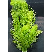 Amazon.co.jp: [水草] 国産 アナカリス10本 国産 無農薬 オオカナダモ