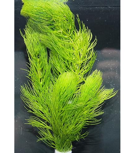 Amazon.co.jp: [水草] 国産 アナカリス10本 国産 無農薬 オオカナダモ