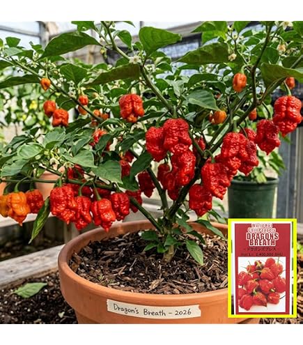 Amazon.co.jp: 辛とうがらし Carolina Reaper キャロライナ リーパー