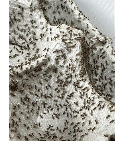 清潔コオロギ　S〜Mサイズ　2kg 冷凍コオロギ　クロコオロギ　フタホシコオロギ 清潔コオロギ S〜Mサイズ 2kg 冷凍コオロギ クロコオロギ