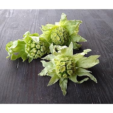 Amazon.co.jp 売れ筋ランキング: ふきのとう の中で最も人気のある商品です