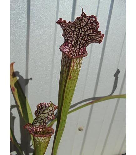 Amazon.co.jp: N.mirabilis var.echinostoma BE-3372 3.5号現品限り