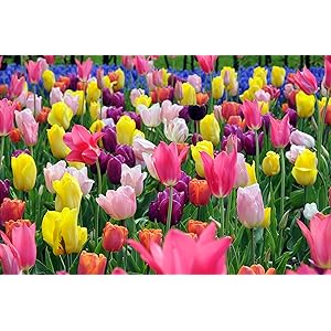 はなみどり 2020NEW!いろいろおまかせチューリップ 球根 30球